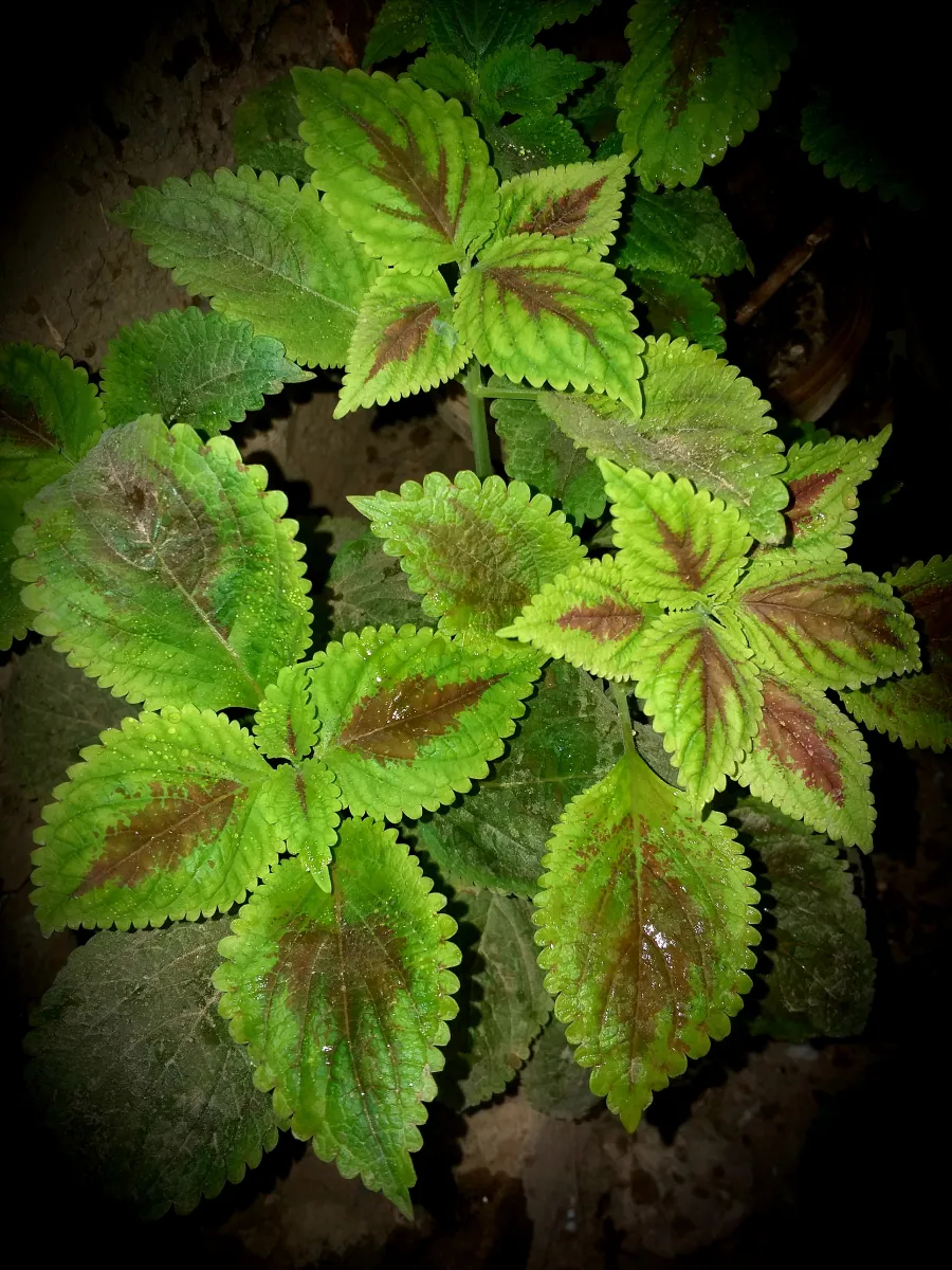 عمال تصليحات كهرومنزلية