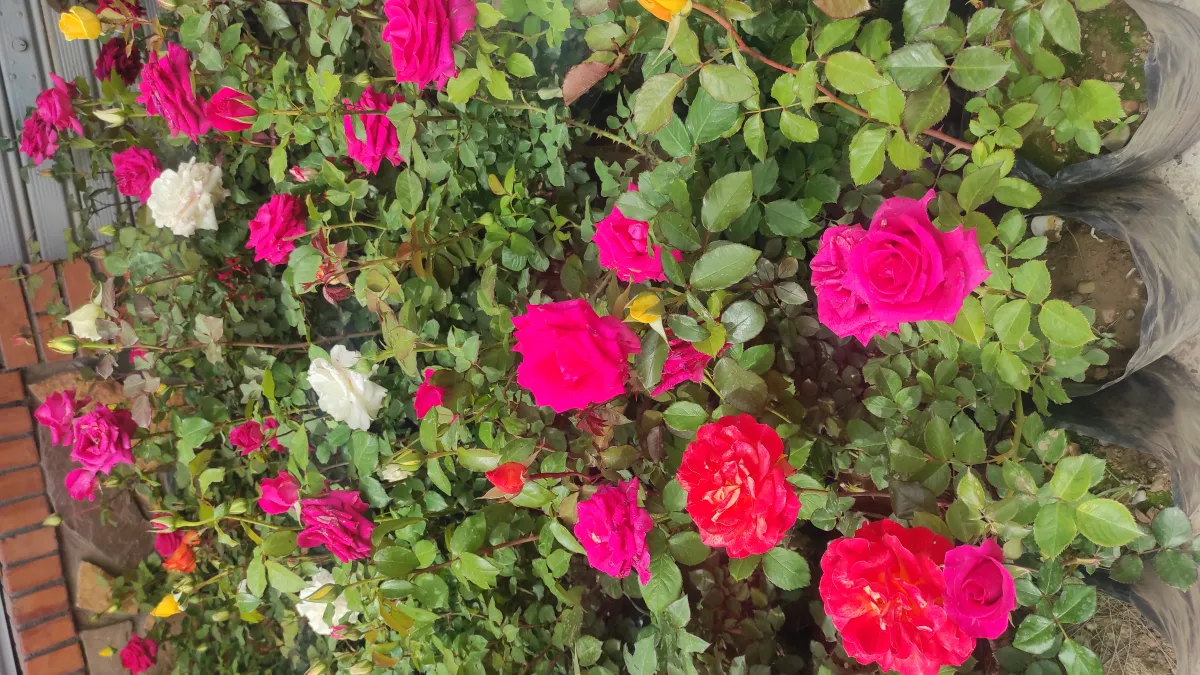 بحث عن عمل في سوبيرات و محل